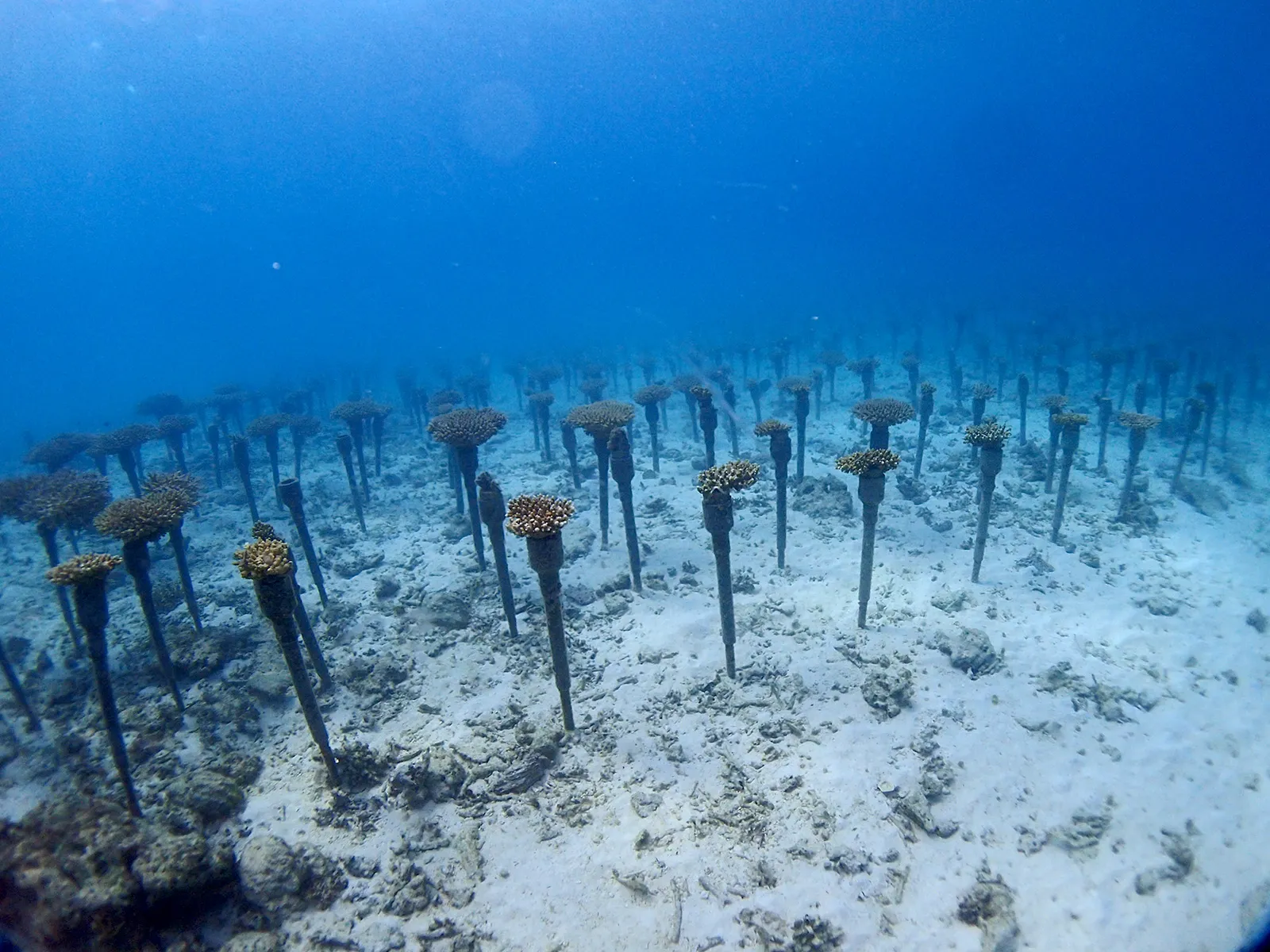 沖縄海洋墓標会の「さんご支援」