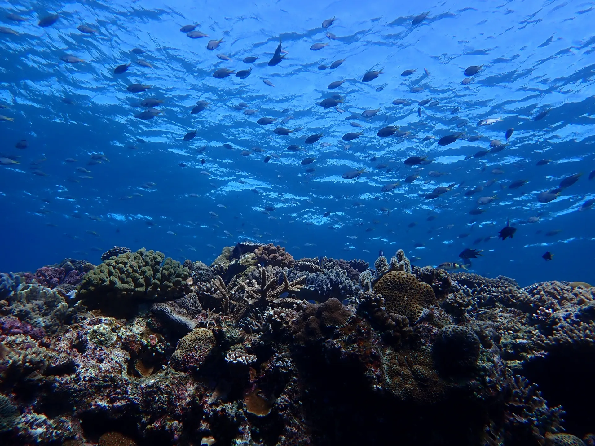 沖縄自治体限定の海洋葬